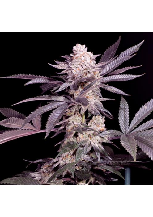 Papaya   fem Sacred Terps