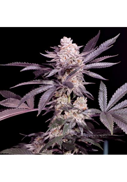 Papaya feminizada Sacred Terps