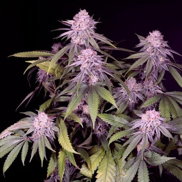 Permanent Marker feminizada Sacred Terps