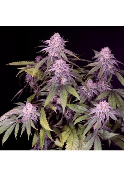 Permanent Marker feminizada...