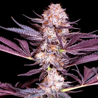 Pluto feminizada Sacred Terps