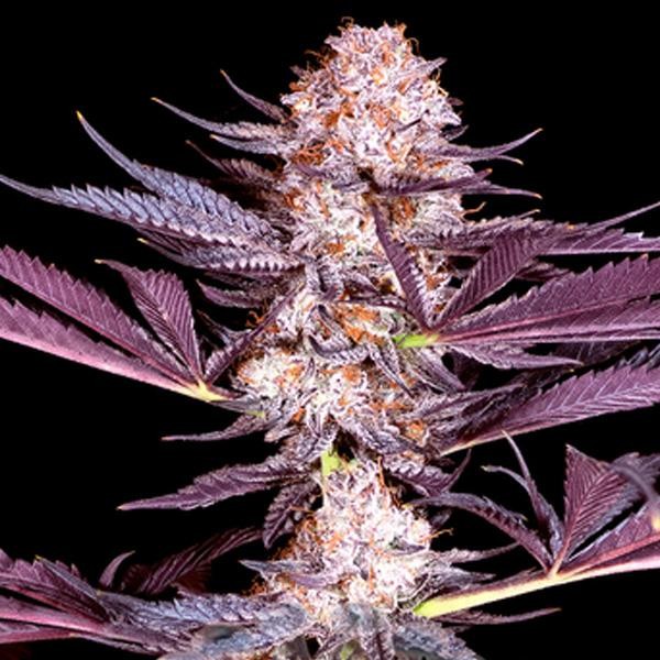 Pluto feminizada Sacred Terps