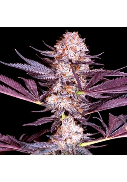 Pluto feminizada Sacred Terps