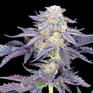 Red Velvet   fem Sacred Terps