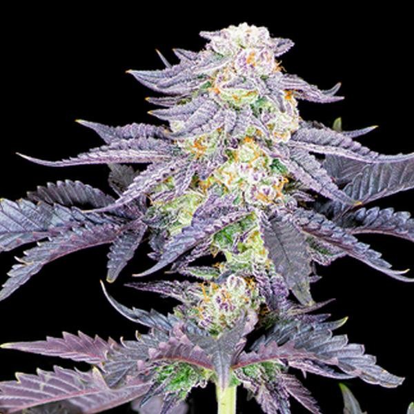 Red Velvet feminizada Sacred Terps