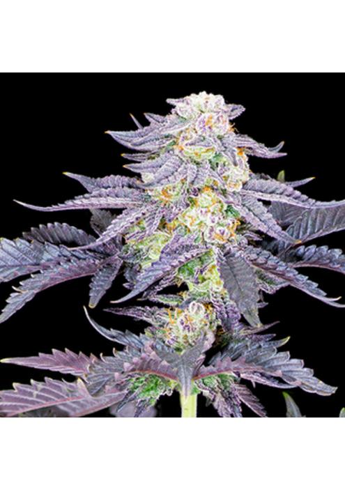 Red Velvet feminizada Sacred Terps