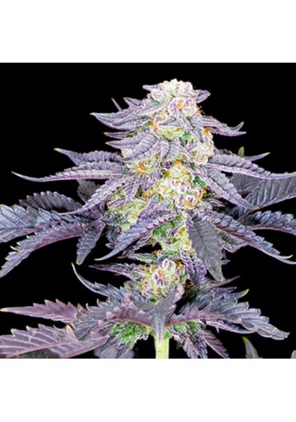 Red Velvet feminizada...