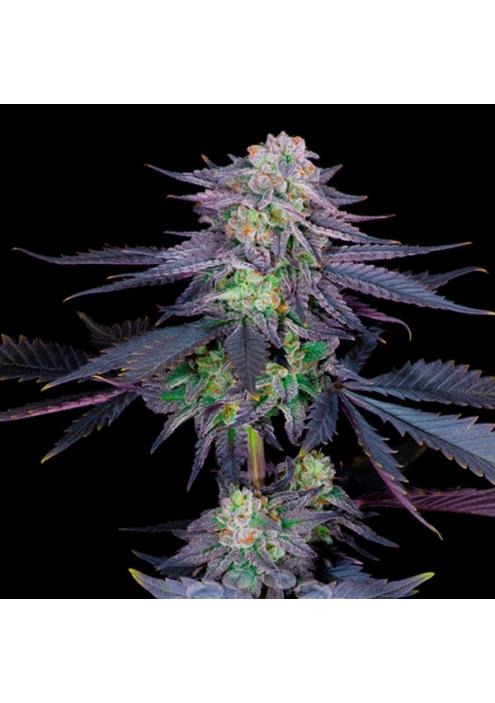 Runtz   fem Sacred Terps