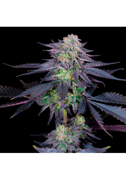 Runtz feminizada Sacred Terps