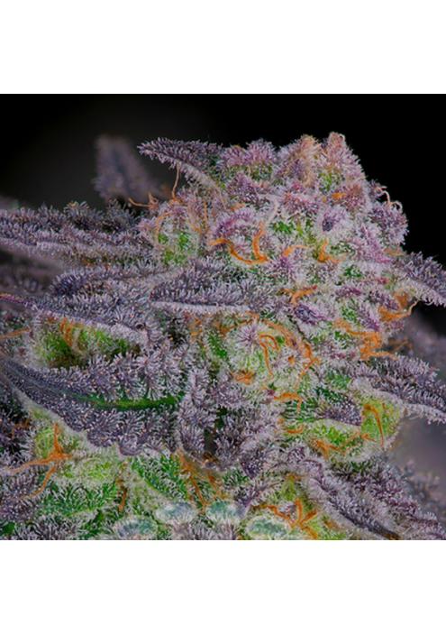 Sherbanger N22  -   fem Sacred Terps