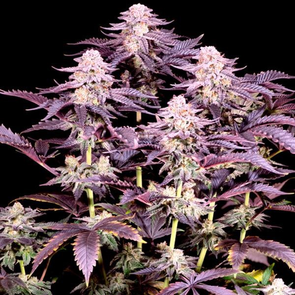 Super Boof   fem Sacred Terps