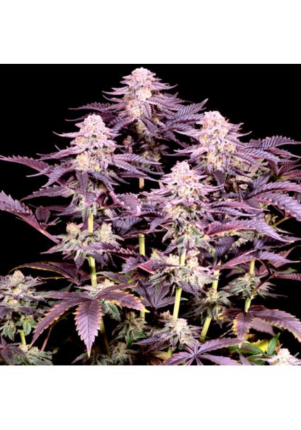 Super Boof feminizada...