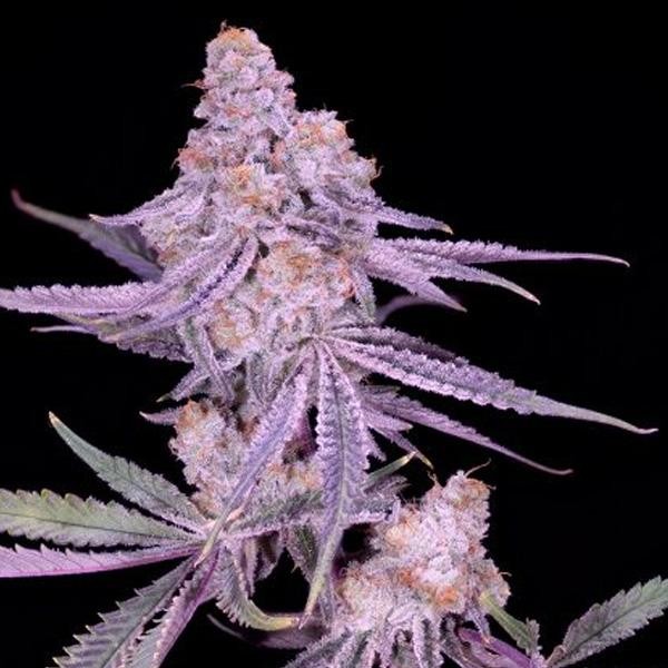 Winter Sunset 4 feminizada Sacred Terps