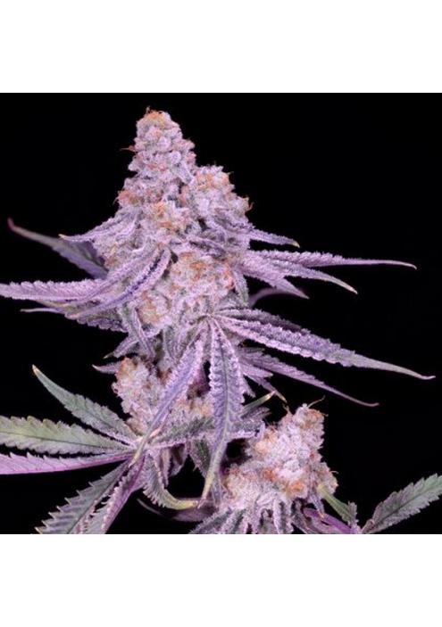 Winter Sunset 4 feminizada Sacred Terps