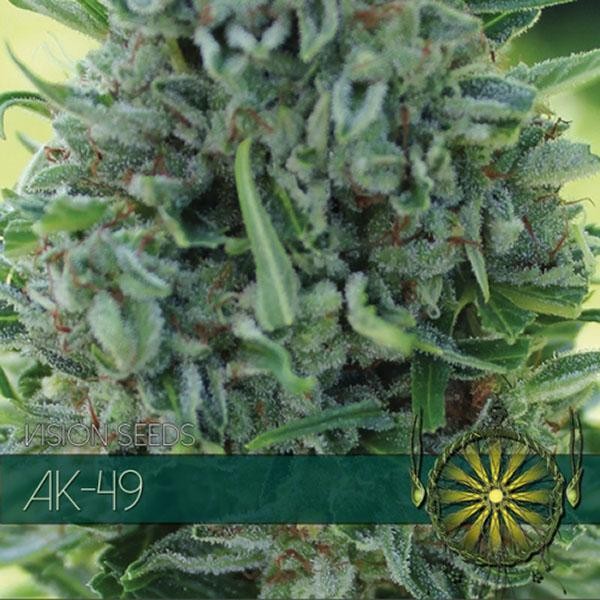 AK-49 3+1 u. fem. Vision Seeds