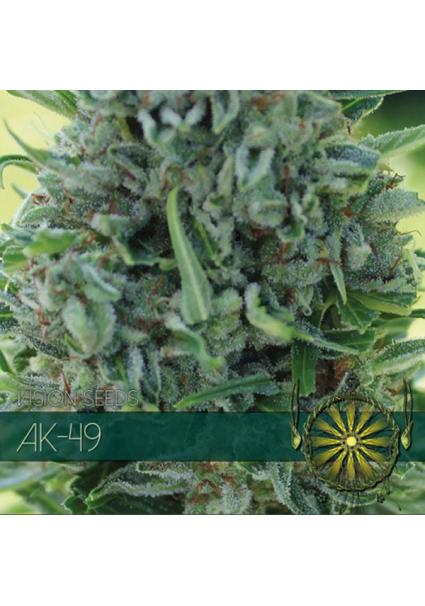 AK-49 3+1 u. fem. Vision Seeds