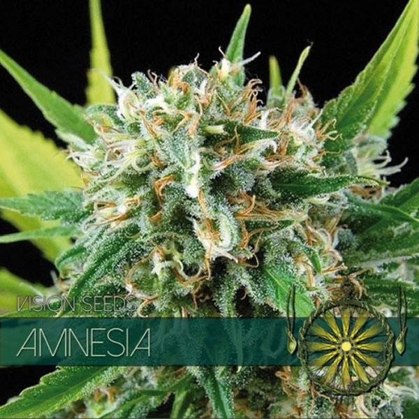 Amnesia 3+1 u. fem. Vision Seeds
