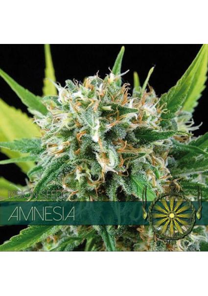 Amnesia 3+1 u. fem. Vision...