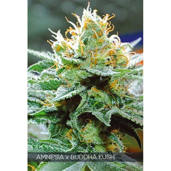 Amnesia X Buddha Kush 3+1 u. fem. Vision Seeds