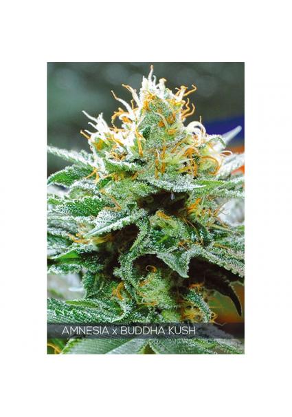 Amnesia X Buddha Kush 3+1...