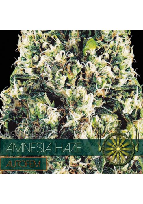 Auto Amnesia Haze 3+1 u. fem. Vision Seeds