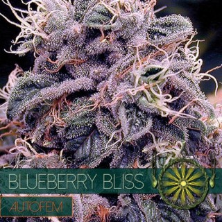 Auto Blueberry Bliss 3+1 u. fem. Vision Seeds
