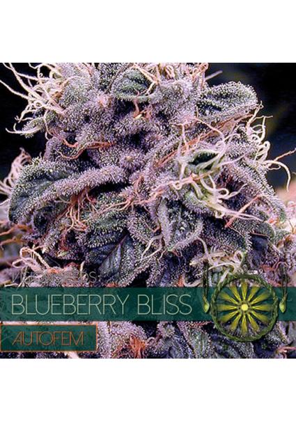Auto Blueberry Bliss 3+1 u....