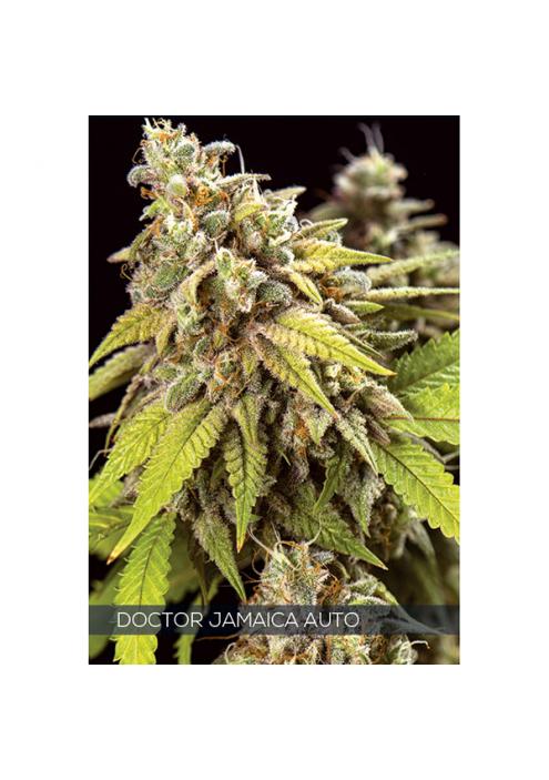 Auto Doctor Jamaica 3+1 u. fem. Vision Seeds