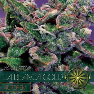 Auto La Blanca Gold 3+1 u. fem. Vision Seeds