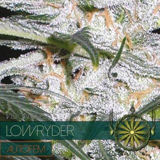 Auto Lowryder 3+1 u. fem. Vision Seeds