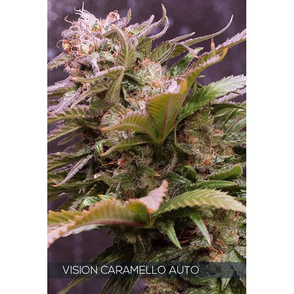 Auto Vision Caramello 3+1 u. fem. Vision Seeds