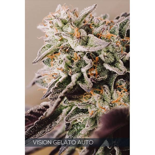 Auto Vision Gelato 3+1 u. fem. Vision Seeds