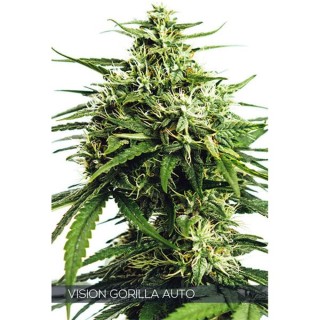 Auto Vision Gorilla 3+1 u. fem. Vision Seeds
