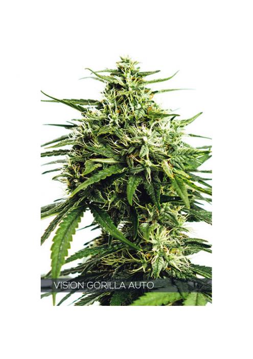 Auto Vision Gorilla 3+1 u. fem. Vision Seeds