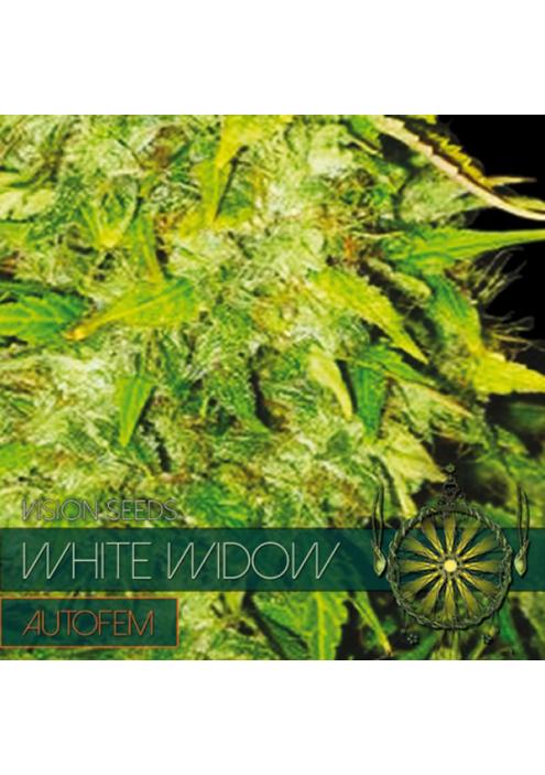 Auto White Widow 3+1 u. fem. Vision Seeds