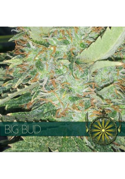 Big Bud 3+1 u. fem. Vision...