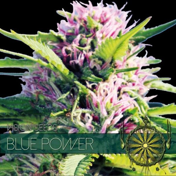 Blue Power 3+1 u. fem. Vision Seeds