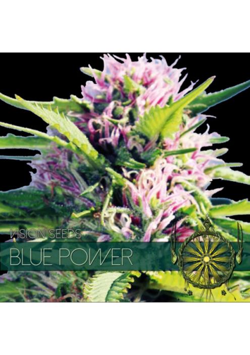 Blue Power 3+1 u. fem. Vision Seeds