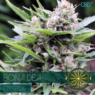 Bona Dea CBD  3+1 u. fem. Vision Seeds