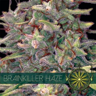 Brainkiller Haze 3+1 u. fem. Vision Seeds