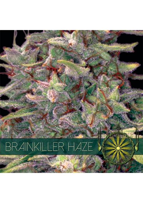 Brainkiller Haze 3+1 u. fem. Vision Seeds