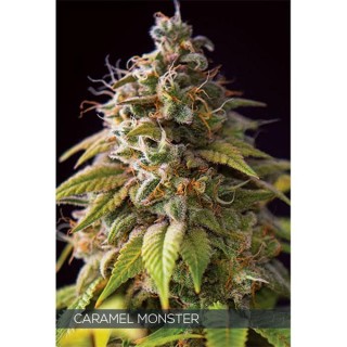 Caramel Monster 3+1 u. fem. Vision Seeds