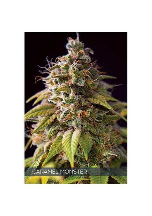 Caramel Monster 3+1 u. fem. Vision Seeds