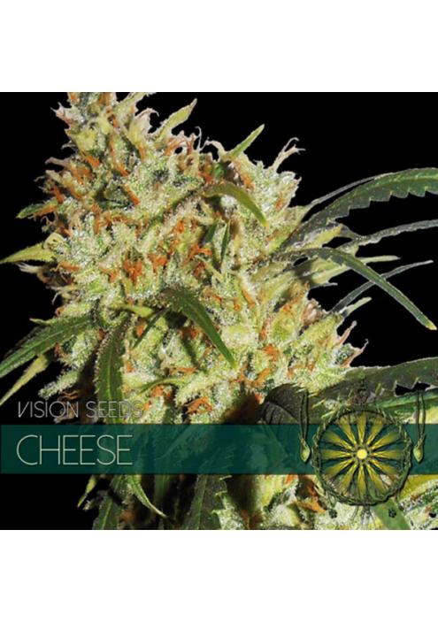 Cheese 3+1 u. fem. Vision Seeds