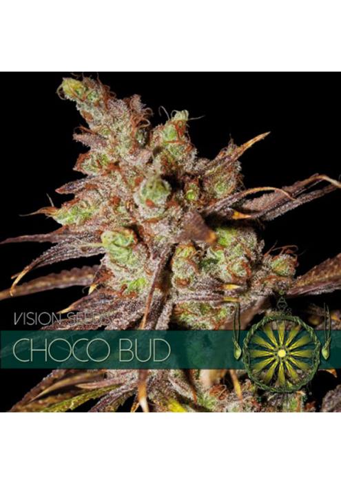 Choco Bud 3+1 u. fem. Vision Seeds