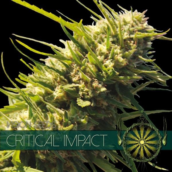Critical Impact 3+1 u. fem. Vision Seeds
