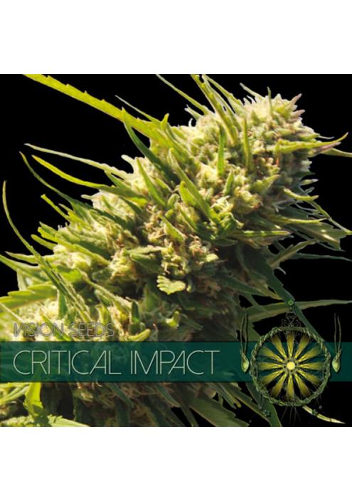 Critical Impact 3+1 u. fem. Vision Seeds
