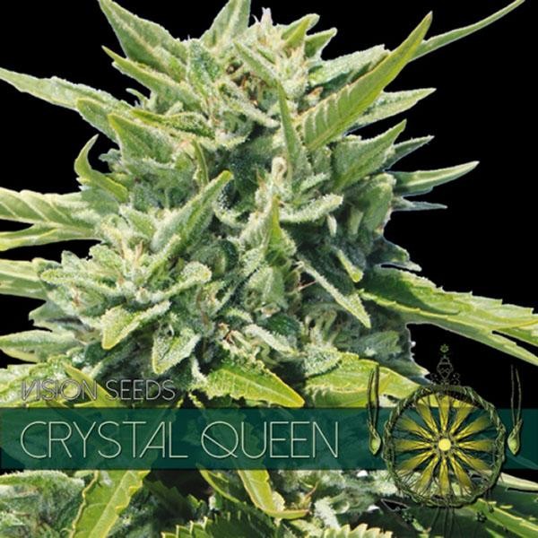 Crystal Queen 3+1 u. fem. Vision Seeds