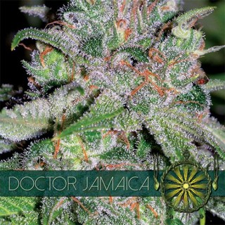 Doctor Jamaica 3+1 u. fem. Vision Seeds