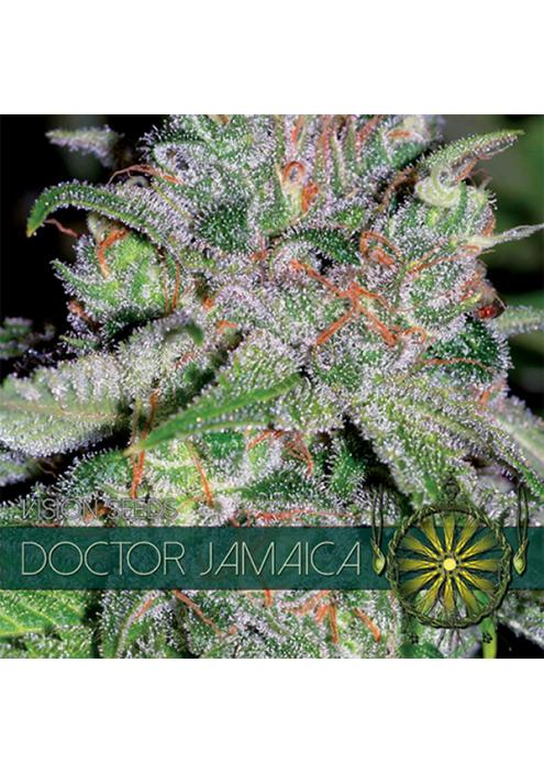 Doctor Jamaica 3+1 u. fem. Vision Seeds